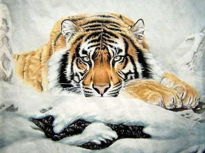 属虎是哪年出生的,四季出生的属虎人的命运和忠告