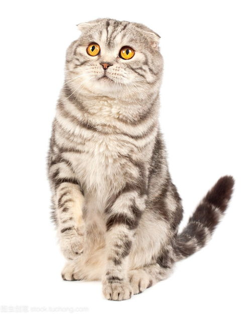 图 温州专门繁殖布偶猫咪的猫舍电话 温州宠物猫 温州列表网 