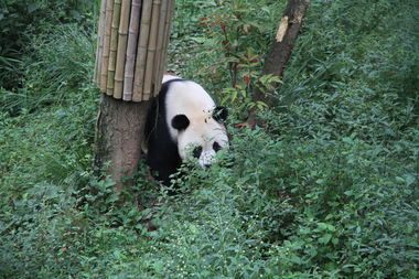 2014年全球第一只新生大熊猫被被认养征名