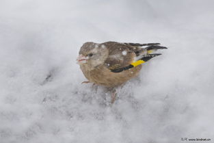 有鸟有故事 冰雪世界,黄雀与麻雀的领地之争 
