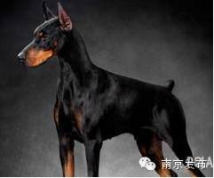 网红 秋田犬在南京被禁 不是的啦 看清楚是这30种狗不许养