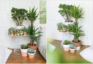 室内养护盆栽花卉的9个创意,节省空间,装饰清新家居 