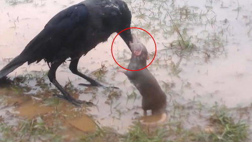 乌鸦想教训老鼠,不料被凶狠的大老鼠一口咬住嘴巴,这下尴尬了 