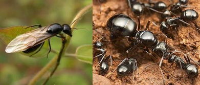 群居动物会为了食物和交配权内部争斗,为什么感觉蚂蚁不会