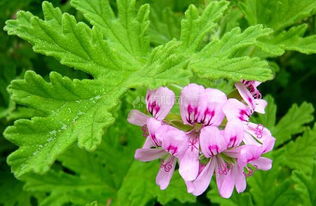 香叶天竺葵的养殖方法及注意事项,紫色天竺葵哪个品种最好养？