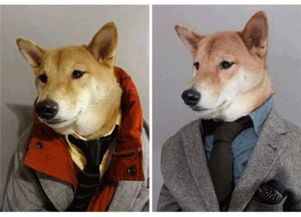 美国4岁柴犬成 男装狗模特 为多家服装品牌代言 