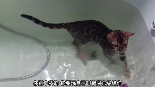 猫咪在水里游泳,水面上还飘着它的玩具 