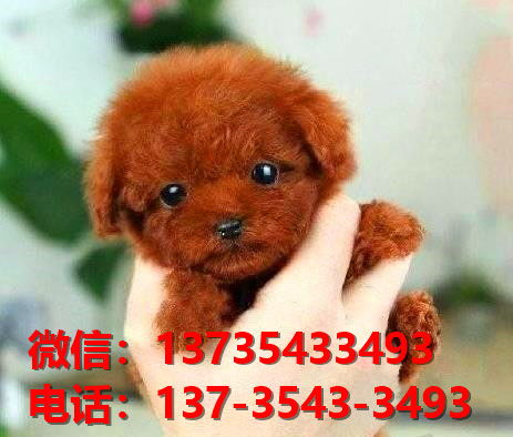 三明宠物狗狗犬舍出售纯种泰迪幼犬卖狗买狗在网上哪里有狗市场