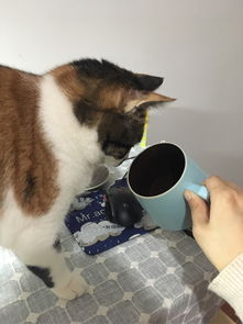为什么猫不在自己的水盆喝水,反而一定要喝主人杯子里的水 