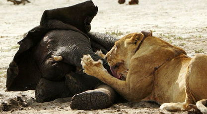 津巴布韦 迷路小象遭狮子追捕30分钟后被咬死