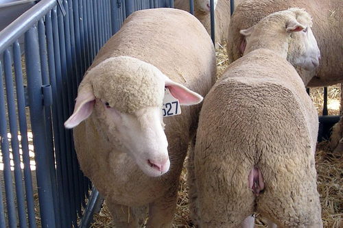 想在农村养羊,怎么样,养羊有多大利润 