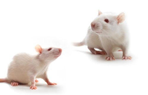 两只老鼠真的可以一直繁殖,不发生基因塌陷吗 为什么
