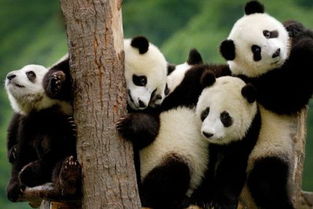 熊猫是我们国家的国宝,熊猫的生活习性有哪些 简短 