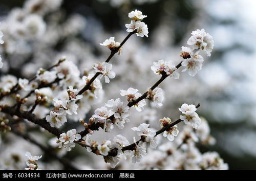 盛开的李花高清图片下载 红动网 