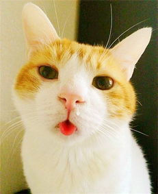患有猫鼻支的猫咪都会传染给小猫吗 该怎么预防呢 