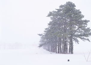 雪山风景雪景雪原雪地景色树林平原图片素材 模板下载 2.14MB 其他大全 背景 