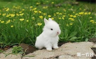 什么兔子品种最贵 兔子品种名贵排行榜