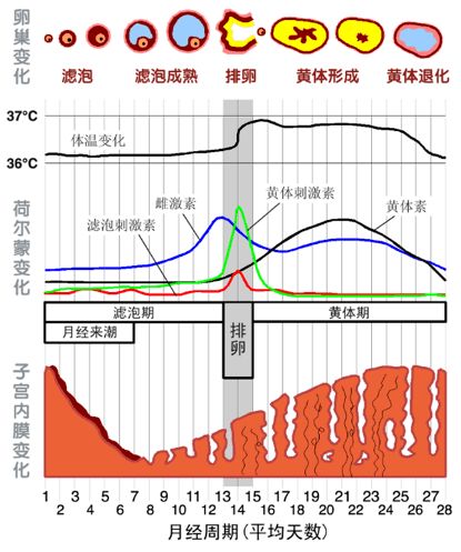 当心了 近8万人队列研究显示 经期不规律或致早死