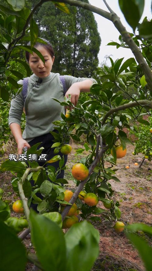 又到了吃橘子的季节,树上摘了一背篼,酸甜可口 做了橘子罐头,橘子皮不要扔,煮火锅很香的噢 