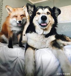 铲屎官误把狐狸当狗,并领养回家,家里的狗却和这只狐狸成了朋友