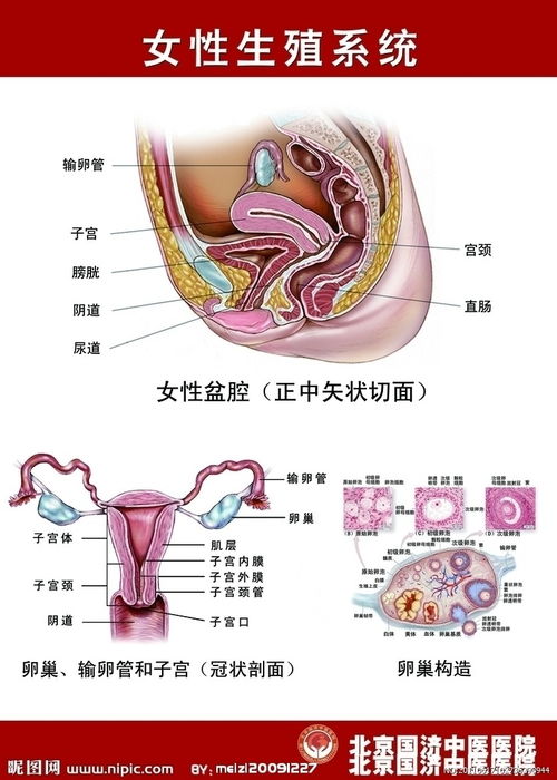 女性生殖系统解剖图谱 搜狗图片搜索