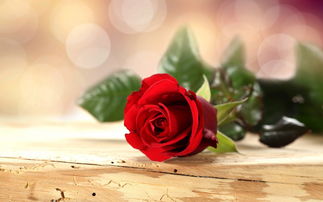 中年女人发玫瑰暗示什么 女人发一朵花暗示啥意思