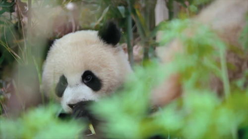 野生大熊猫的栖息地,有这样一群神秘保护者