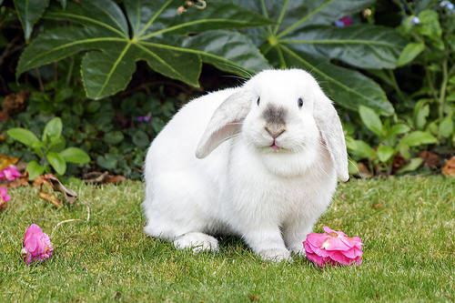 兔子日记 人吃的益生菌兔子能吃吗