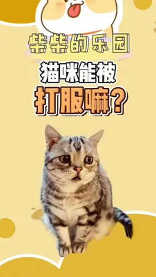 你们怎么教育猫咪 猫 宠物知识 猫咪的迷惑行为 萌宠 