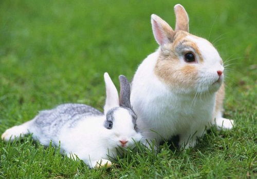 大兔子和小兔子的爱情故事之最温暖最有爱的距离