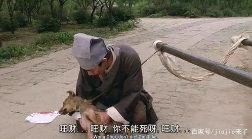 全中国十只狗有九只都叫这些名字,看看你家狗的名字上榜了吗