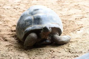 年龄最大的龟,居然才255岁