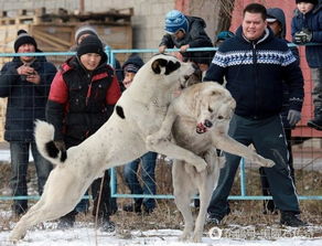 吉尔吉斯坦斗狗比赛,残酷的竞争只为培育更好后代 