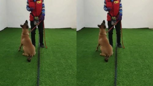 训狗教程初期如何训练狗狗转圈,教你一招 