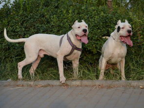 图 中国专业繁殖双血统杜高犬犬舍 可以上门挑选 南京宠物狗 