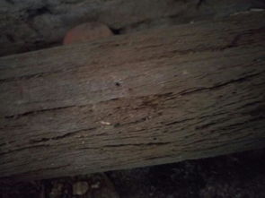 这是清朝房子木头,比一般木头重很多,知道是什么木吗 