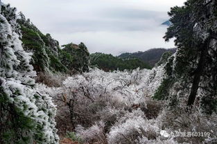 太美 九华山迎来今冬首场雾凇奇观,高海拔地区明天或会有降雪