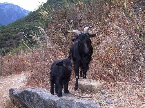 陕西省大耳朵黑山羊去哪里买比较便宜 丰都县林戈戈黑山羊养殖专 
