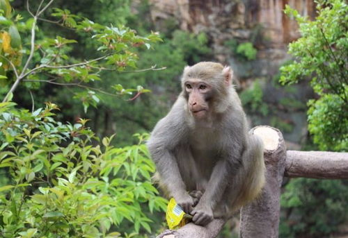 生肖猴 猴猴猴猴 的一生命运,特别是80年 92年的 有你吗