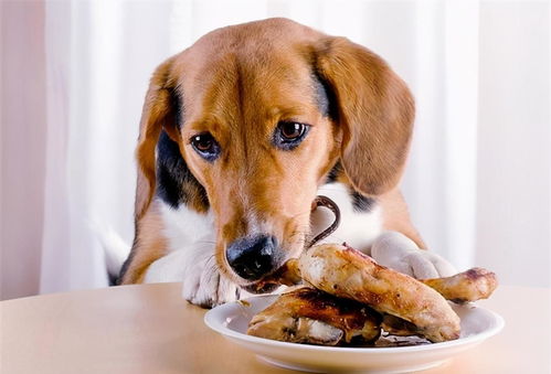 这几种 人类食物 ,狗狗不能吃,别让好心害了它