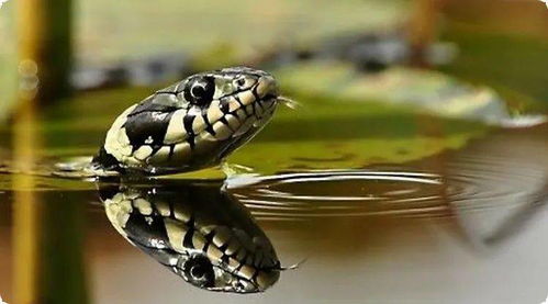 梦见龙蛇在水里是什么意思梦到龙蛇在水里好不好