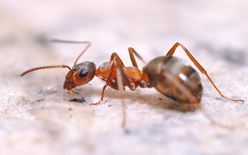 冬天的蚂蚁(冬天的蚂蚁在干什么)