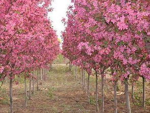 3万棵海棠树免费捐赠阜城小区,申请条件在这里