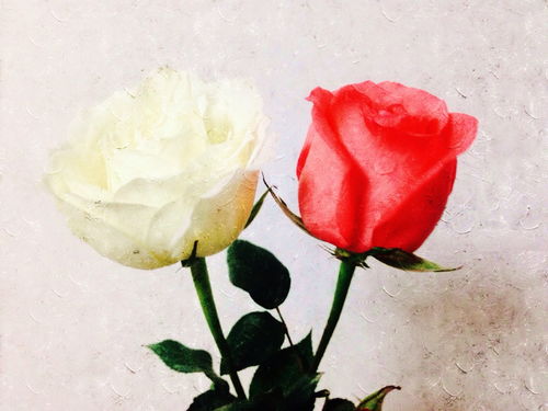 红玫瑰是男人的最爱吗(白玫瑰与红玫瑰谁才是男人心中最爱)