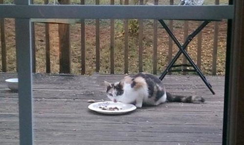 院子里跑来流浪猫,网友好心喂养,一个月后给她带了个大惊喜
