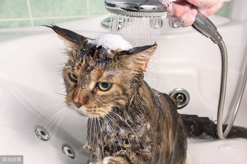 教你如何专业的在家给猫咪洗澡,省下去宠物店的钱
