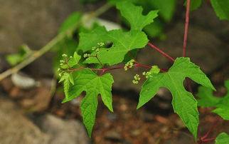 显齿蛇葡萄的仿生复合栽培技术详解,不老莓茶是哪的茶叶