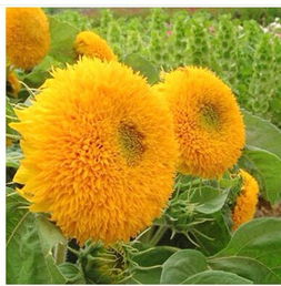 观赏类向日葵可以吃吗 一个盆里可以种几棵向日葵