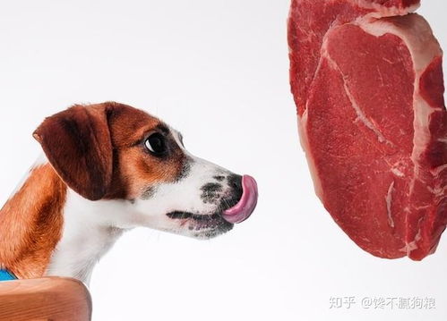 这7种食物,在狗狗的眼里,就是 美食 