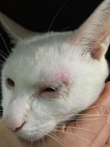 请问有人知道猫咪有一只眼睛为什么突然肿起来了